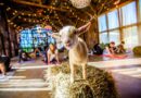 10 hotels and retreats where you can do yoga with animals