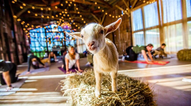 10 hotels and retreats where you can do yoga with animals